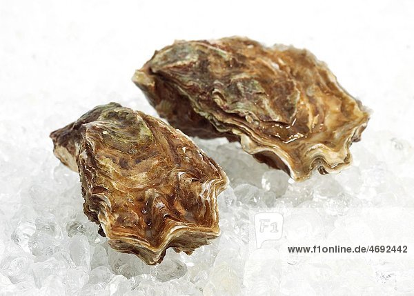 FRENCH OYSTER MARENNES D´OLERON ostrea edulis ON ICE
