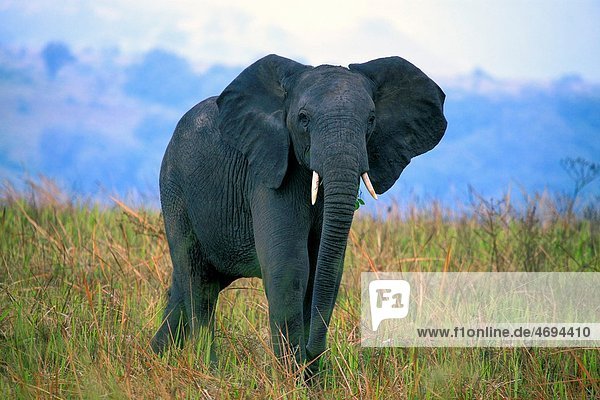 African Elephant Loxodonta africana  Queen Elizabeth National Park  Uganda  East Africa