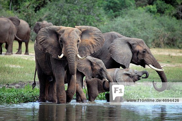 African Elephant Loxodonta africana  Murchison Falls national park  Uganda  East Africa