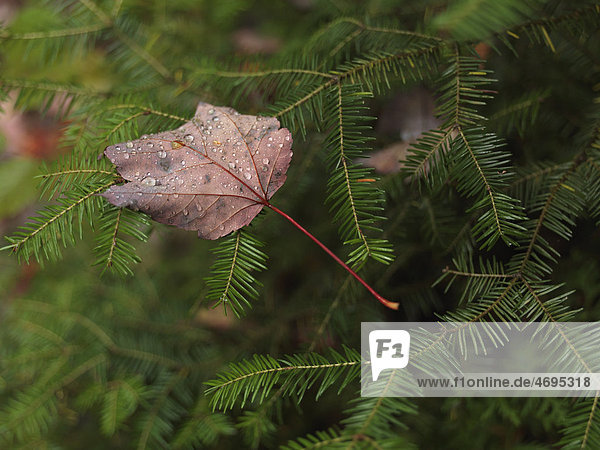 Gefallenes Ahornblatt mit Tautropfen bedeckt auf Balsam-Tanne (Abies balsamea) Ontario Kanada