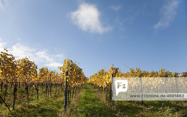 Vineyard  Wingert  Southern Palatinate  Rhineland-Palatinate  Germany  Europe