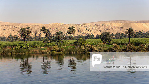 Palm trees reflected in the Nile  Egypt  Africa