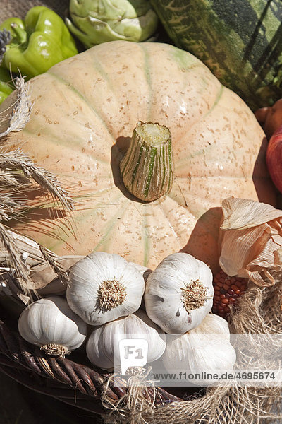 Autumnal decoration for Thanksgiving or harvest festival  pumpkin  garlic and bell peppers