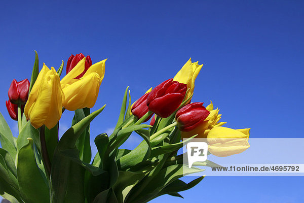 Tulpen  Blumenstrauss  Frühling