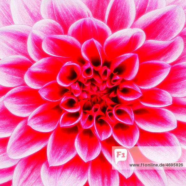 Dahlia Maxim (Dahlia)  flower  close-up