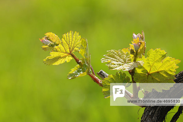 Vine shoots in spring