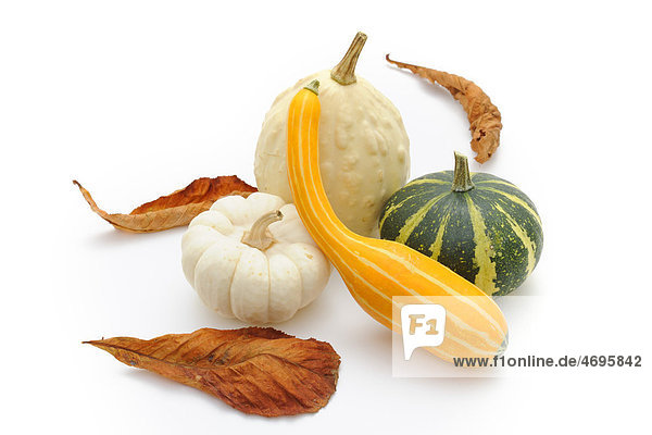 Various ornamental pumpkins (Cucurbita)  autumn leaves