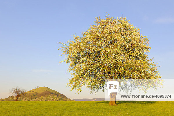 Blossoming pear tree near Kirchheim unter Teck and Limburg  Baden-Wuerttemberg  Germany  Europe
