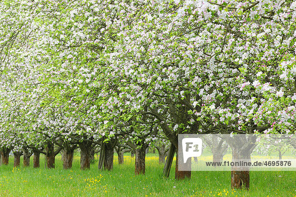 Blossoming apple trees in spring