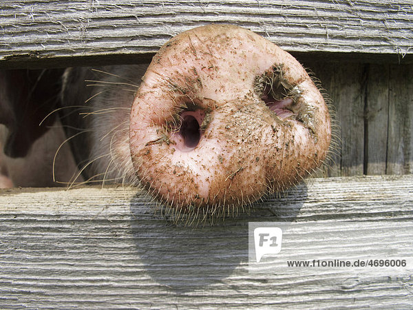 Hausschwein (Sus scrofa domestica) steckt seine Nase durch einen Holzzaun