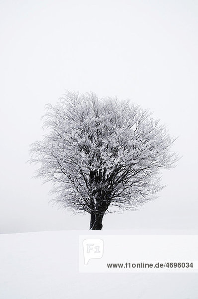 Icy tree in winter  Lower Saxony  Germany  Europe