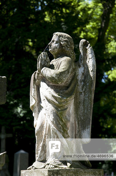 Engel  Statue  Alter Friedhof  Bonn  Rheinland  Nordrhein-Westfalen  Deutschland  Europa