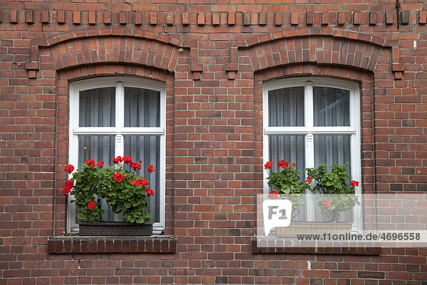 Windows with flowering geraniums  brick facade  Spreewald region  Brandenburg  Germany  Europe