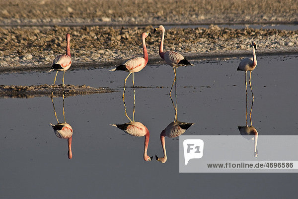 Flamingo (Phoenicopteridae)  San Pedro de Atacama  Atacamawüste  Chile  Südamerika