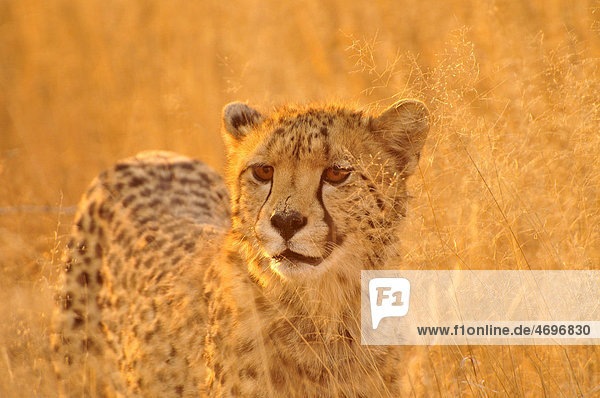 Cheetah (Acinonyx jubatus) in the high grass of the Kgalagadi Transfrontier Park Kalahari South Africa Africa