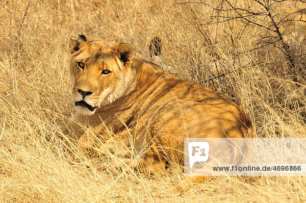 Löwin (Panthera leo) im hohen Gras des Etosha-Nationalparks  Namibia  Afrika
