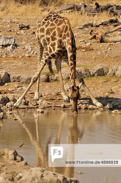 Giraffe (Giraffa camelopardalis) am Wasserloch von Klein-Okevi  Etosha-Nationalpark  Namibia  Afrika