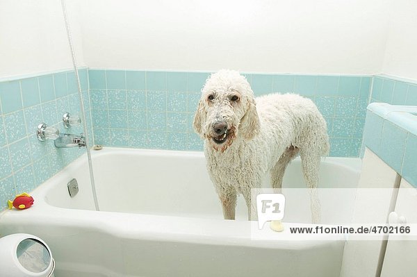 Standard Poodle in a bathtub