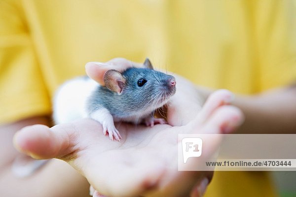 Closeup of pet rat in boys hand