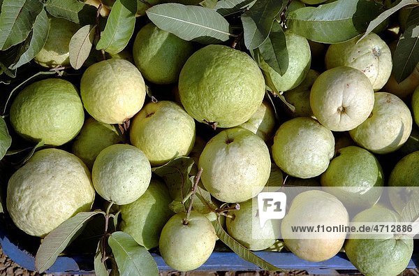 Fruit   guava   India