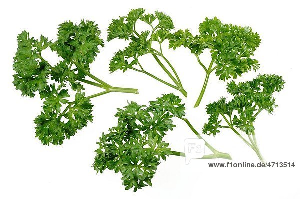 Spices   Coriander leaves on white background