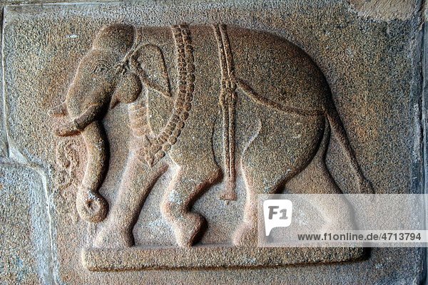 Carved sculpture elephant on pillar of Hajara Rama temple Hampi Vijayanagar ruins Karnataka India