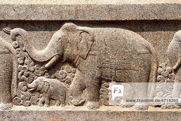 Elephant walking with calf relief stone carving on wall of Swami Vivekananda Rock Memorial Mandapam Kanyakumari Tamil Nadu India