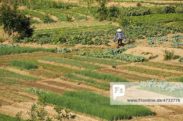 Frau arbeitet auf Gemüsefeldern  Mai Chau Tal  Nordvietnam  Vietnam