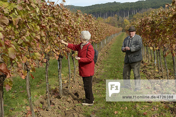 Retired couple in a vineyard  Grossau  Lower Austria  Austria  Europe