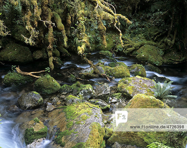 Bach im Regenwald  Neuseeland