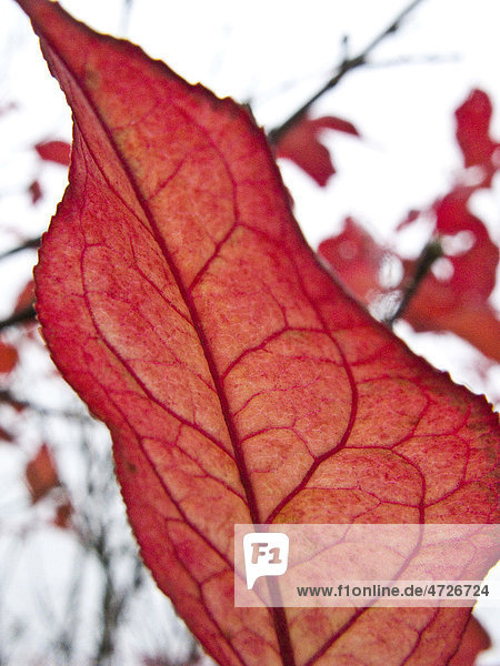 Autumn  red leaf