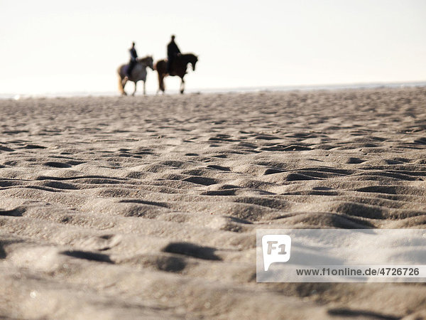 Horses on the beach  Langeoog Island  East Friesland  Lower Saxony  Germany  Europe
