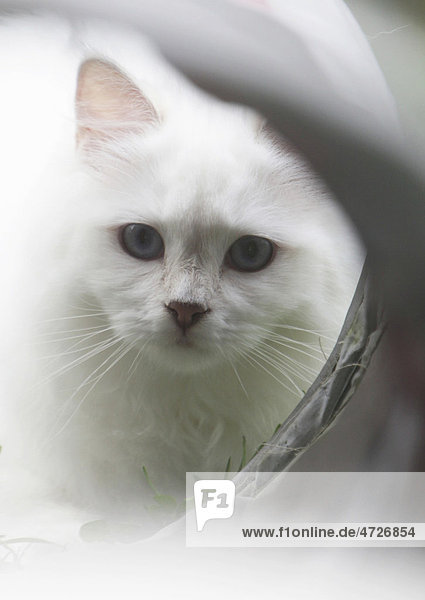 White cat in front of a tube