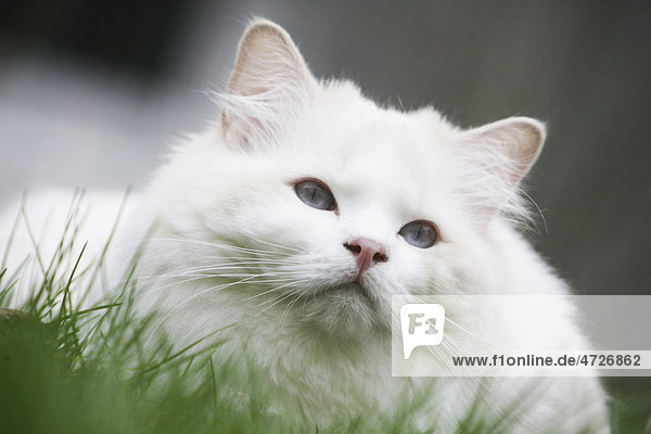 Weiße Katze im Gras