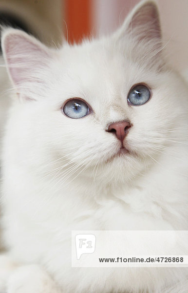 White cat  portrait