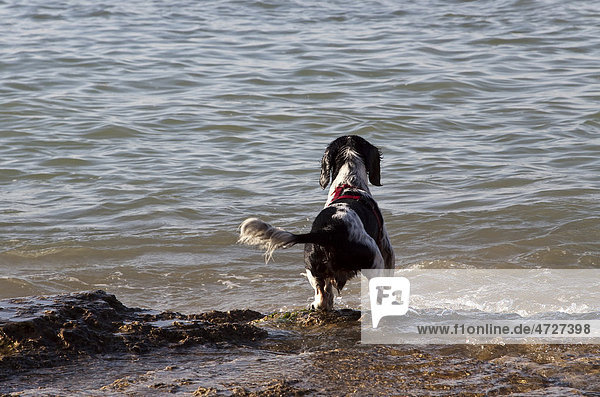Mischlingshund steht am Meer und spielt mit den Wellen