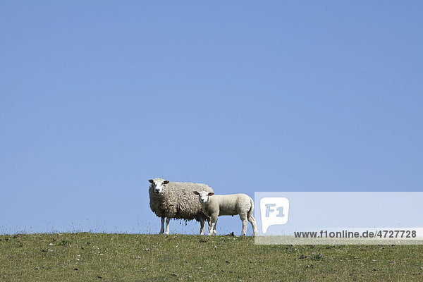 Schafe auf dem Nordstrand-Deich von Husum  Nordfriesland  Schleswig-Holstein  Deutschland  Europa