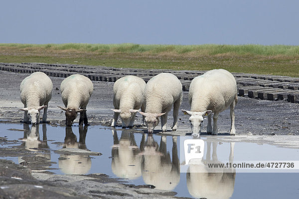 Sheep on the fortified beach on the Hamburger Hallig holm  North Friesland  Schleswig-Holstein  Germany  Europe