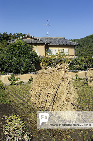 Harfe zur Trocknung der Reisgarben  Iwakura  Kyoto  Japan  Ostasien  Asien