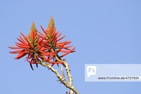 Korallenbaum (Erythrina caffra Thunb.) Blüten