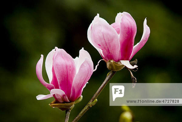 Zwei rosa Magnolien-Blüten (Magnolia)