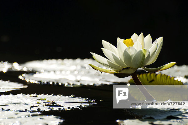 Weiße Seerose blüht auf einem Teich  Gegenlicht