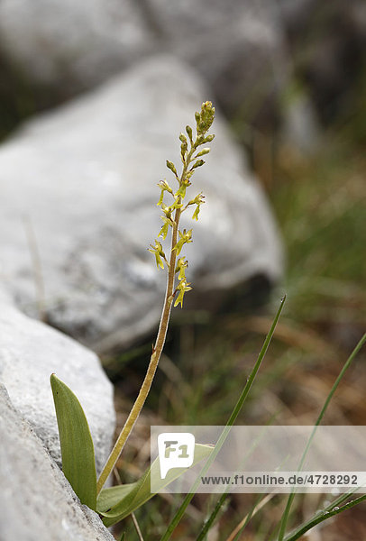Großes Zweiblatt (Listera ovata)  Orchidee  Burren  Irland  Europa