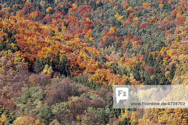 Herbstlicher Mischwald bei Wösendorf  Wachau  Waldviertel  Niederösterreich  Österreich  Europa