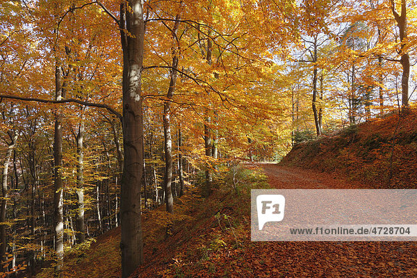 Herbstlicher Buchenwald  Weißenkirchen in der Wachau  Waldviertel  Niederösterreich  Österreich  Europa