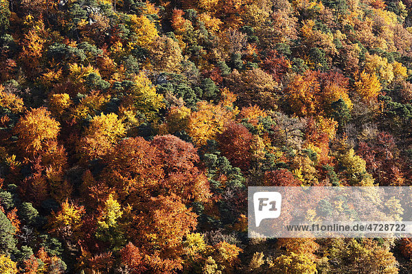 Herbstlicher Mischwald bei Dürnstein  Wachau  Waldviertel  Niederösterreich  Österreich  Europa