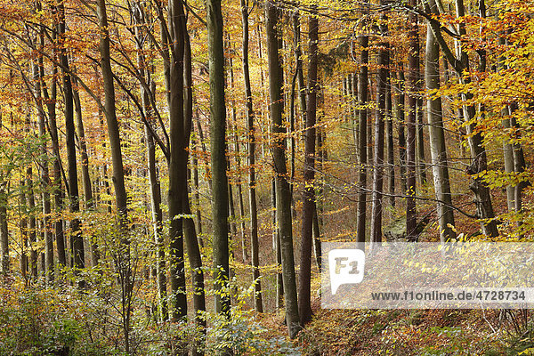 Herbstlicher Laubwald  Aggstein  Dunkelsteinerwald  Wachau  Mostviertel  Niederösterreich  Österreich  Europa