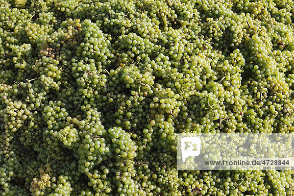 Weiße Weintrauben  Weinlese  Wachau  Waldviertel  Niederösterreich  Österreich  Europa