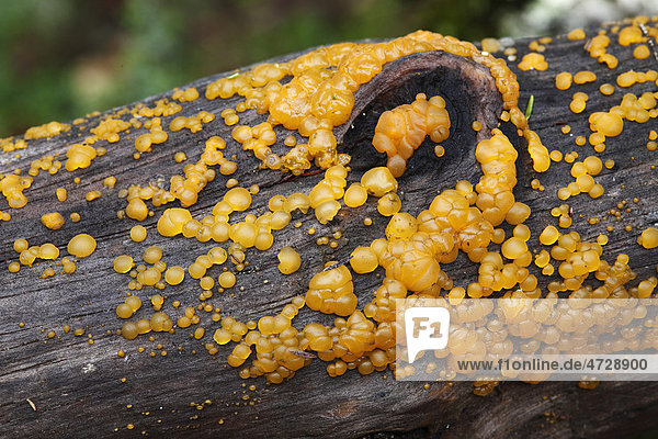 Yellow Fungi On Wood Garajonay National Park Unesco World Heritage Site La Gomera Canary Islands Spain Europe