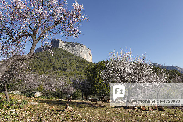 Mandelblüte  blühende Mandelbäume (Prunus dulcis) und Schafe  Puig de AlarÛ  Mallorca  Balearen  Spanien  Europa
